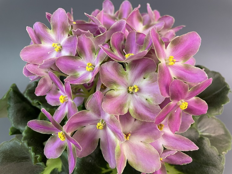 RIV-Амнезия 1.jpg