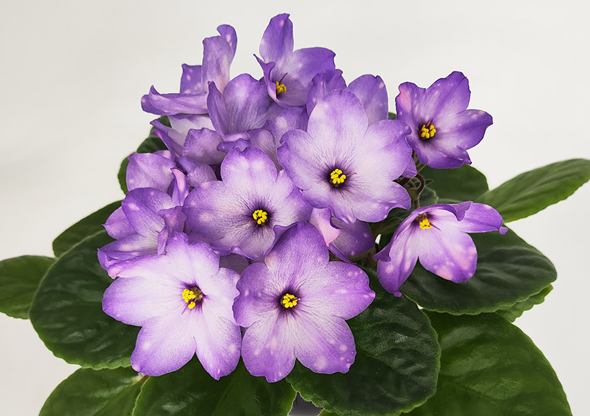 АГ-Лавандовi-Сутiнки.jpg