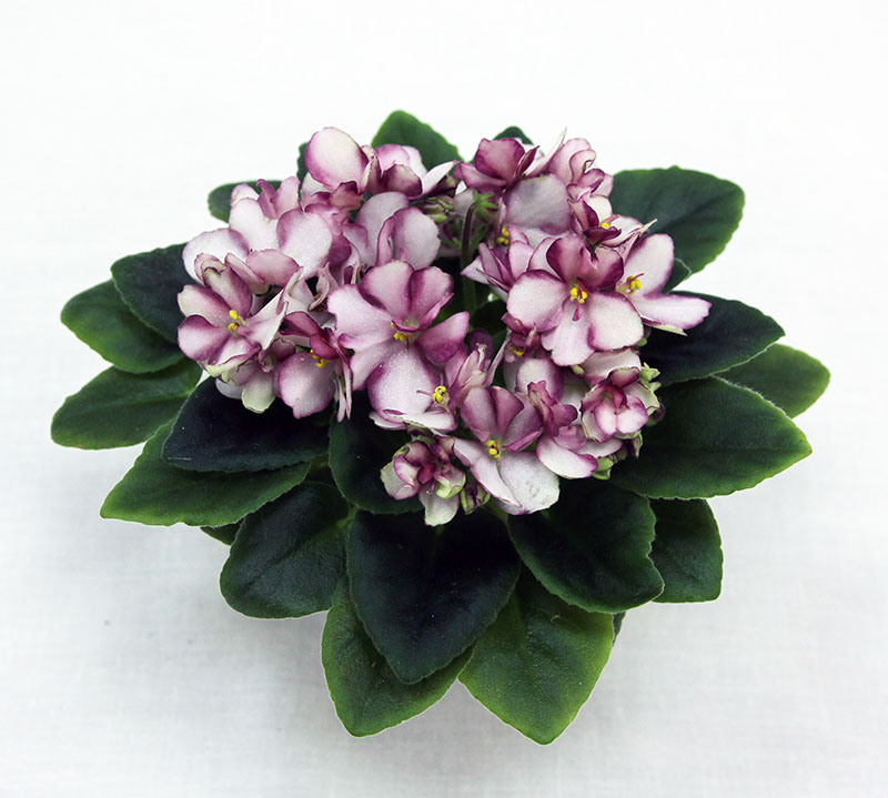 3 место – Star Sakura (Н. Старостенко), колл. Н. Старостенко