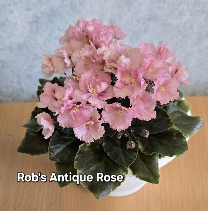 Rob's Antique Rose