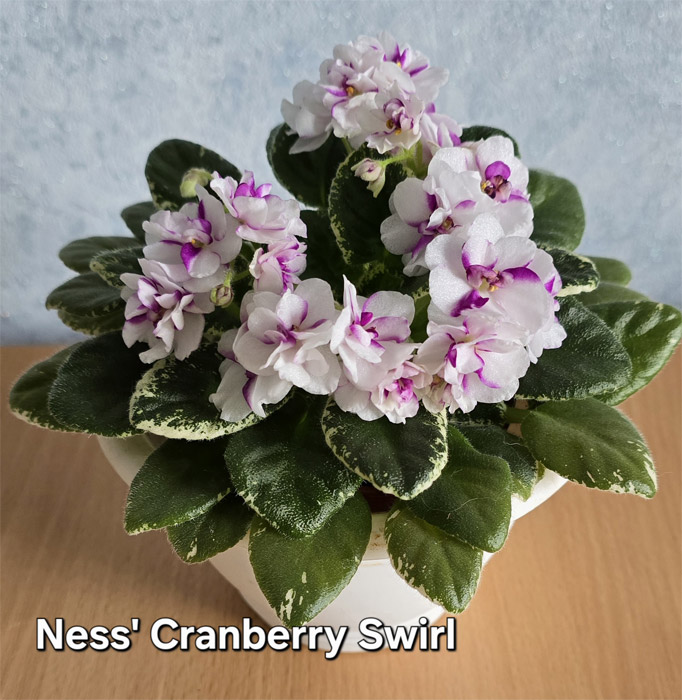 Ness' Cranberry Swirl