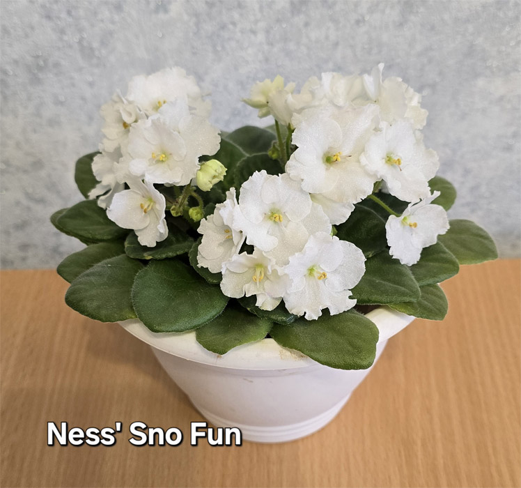Ness' Sno Fun