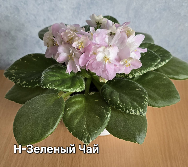 Н-Зеленый Чай