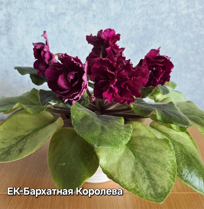 ЕК-Бархатная Королева