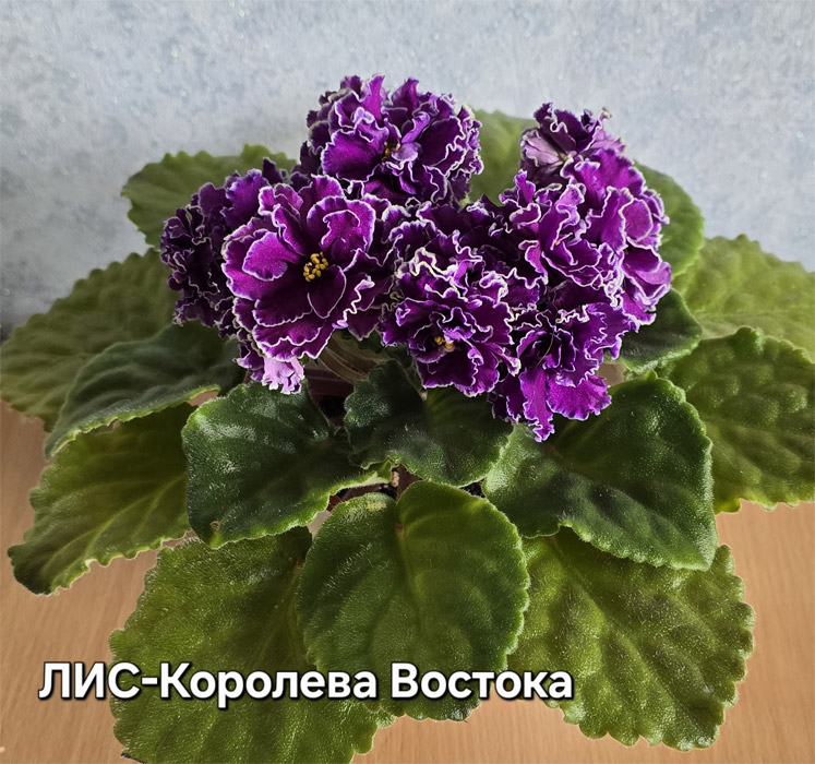 ЛИС-Королева Востока
