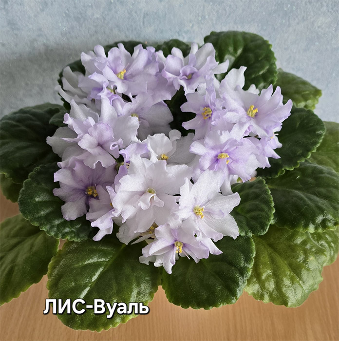 ЛИС-Вуаль