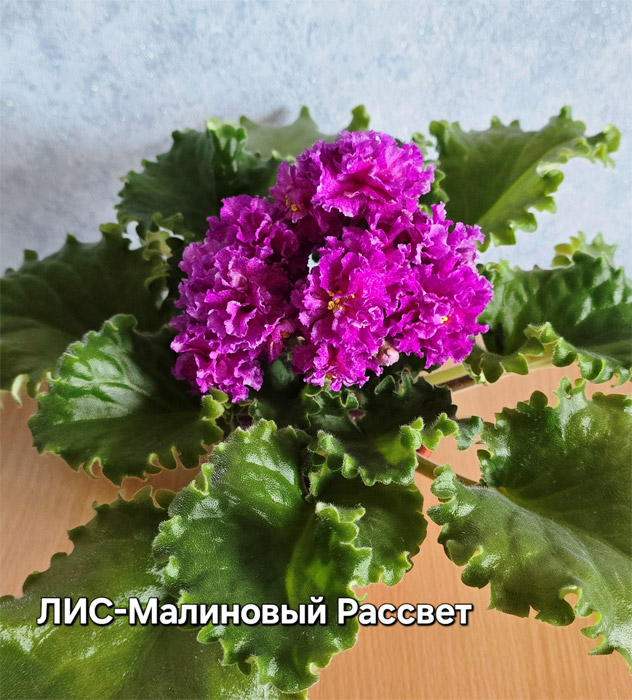 ЛИС-Малиновый Рассвет