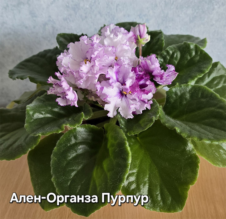 Ален-Органза Пурпур