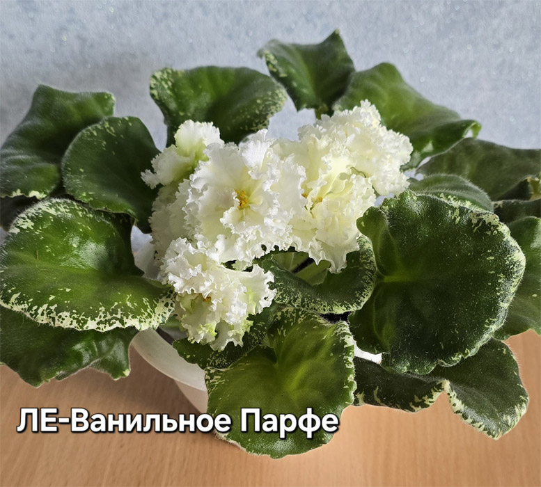 ЛЕ-Ванильное Парфе