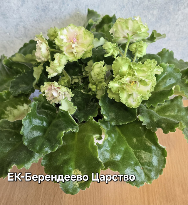 ЕК-Берендеево Царство