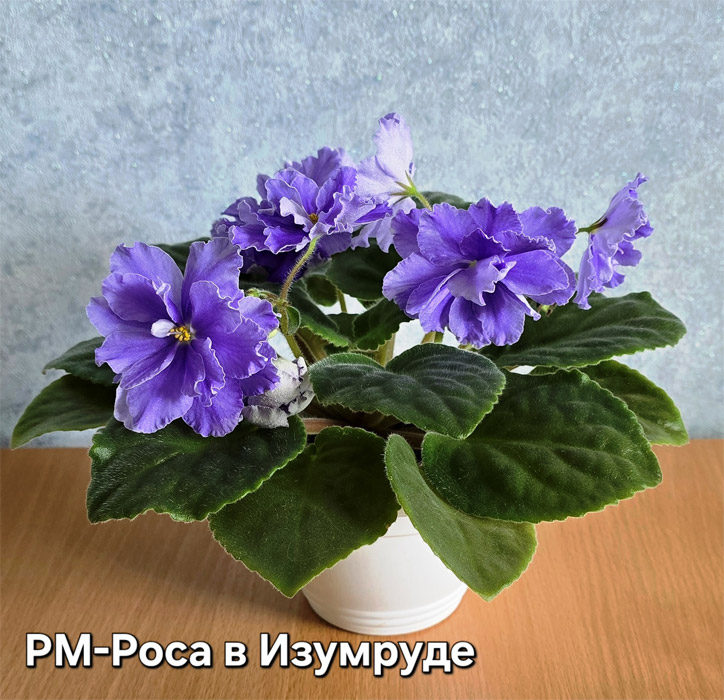 РМ-Роса в Изумруде