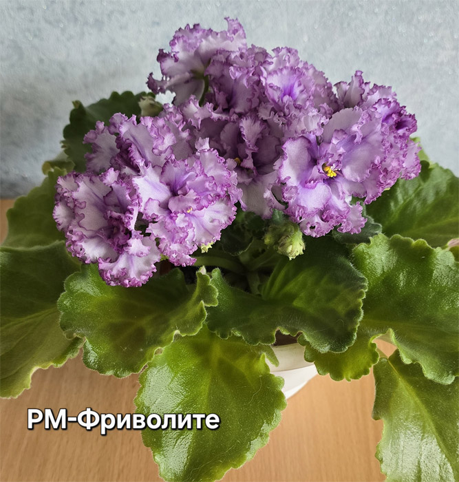 РМ-Фриволите