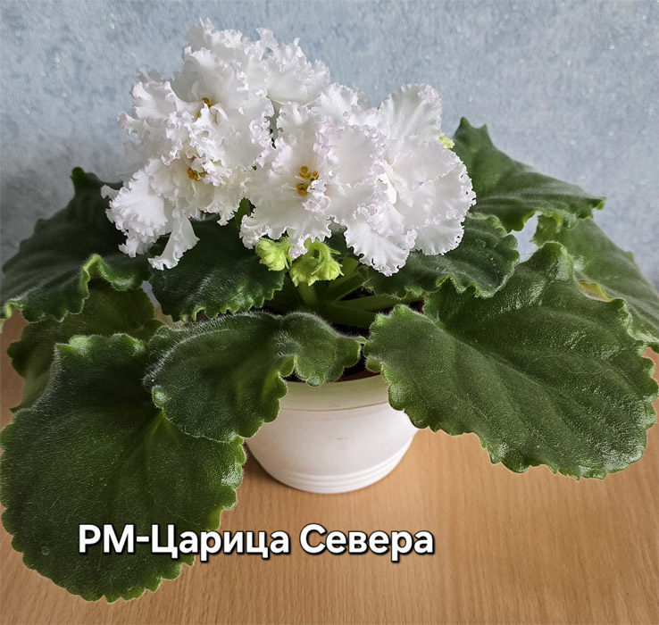 РМ-Царица Севера