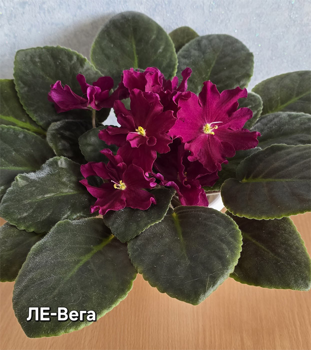 ЛЕ-ВЕГА