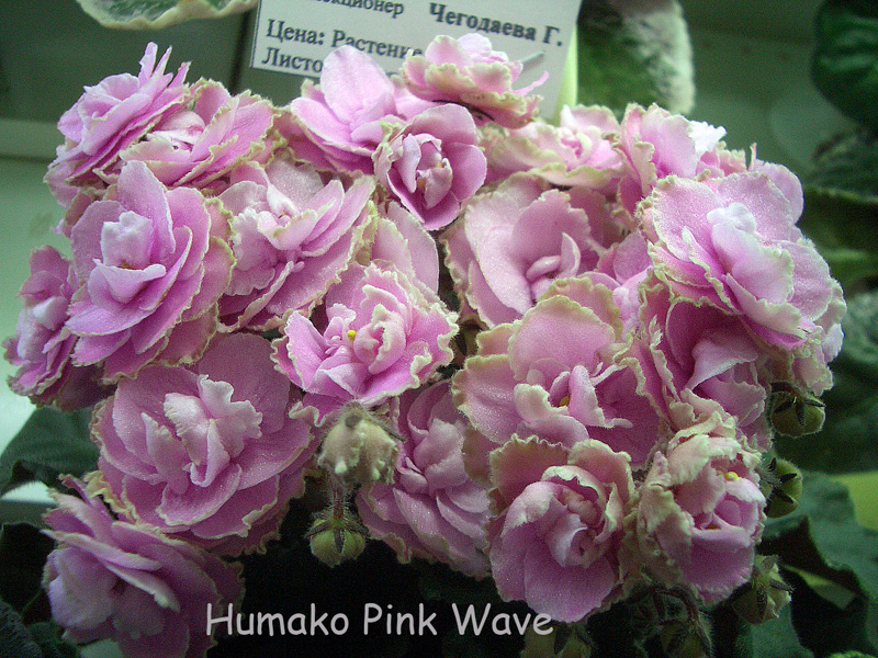Humako Pink Wave к.Чегодаева.JPG