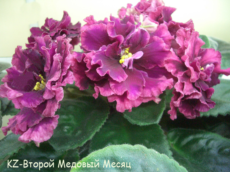 KZ-Второй Медовый Месяц к.Галицкая.jpg