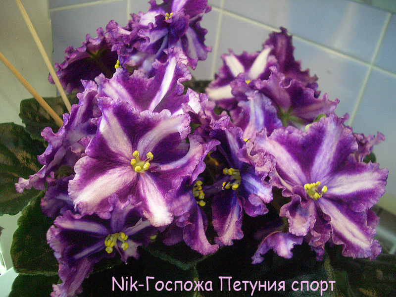 Nik-Госпожа Петуния сп. к.Андрусенко.JPG