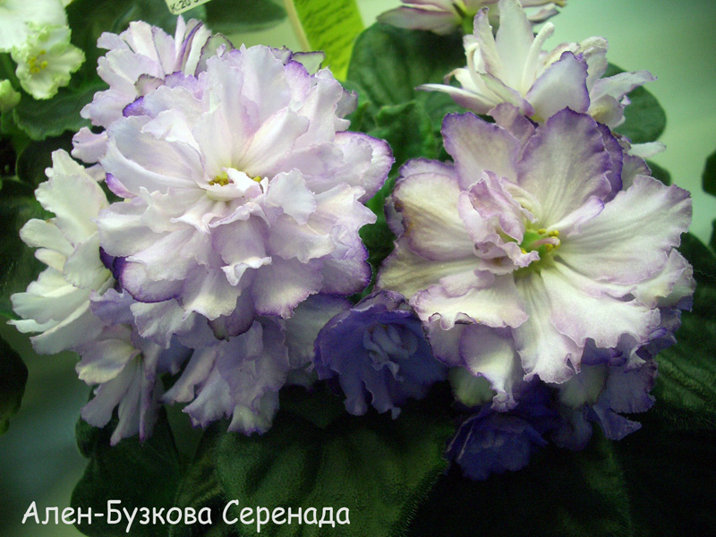 Ален-Бузкова Серенада к.Варсанова.jpg