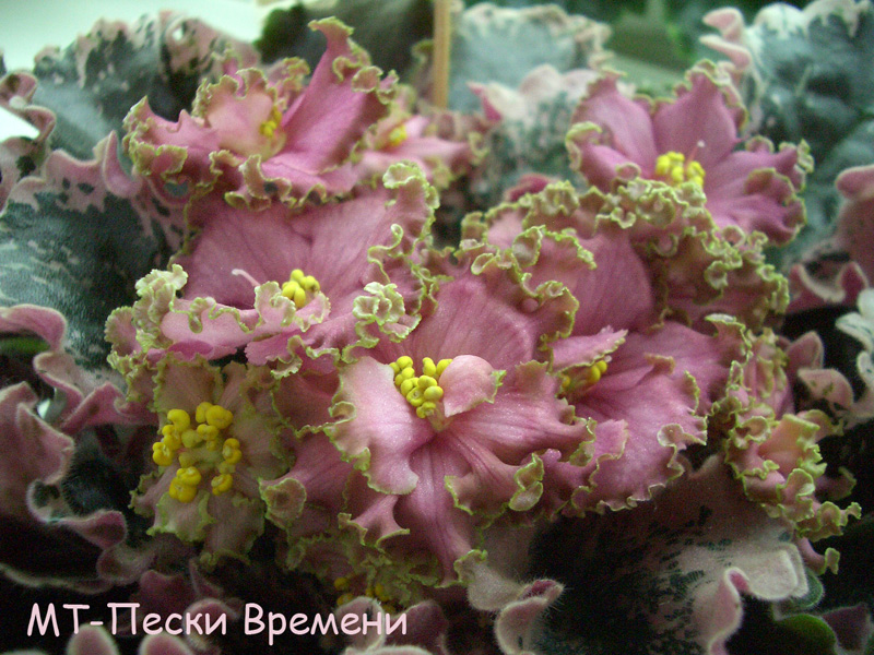 МТ-Пески Времени к.Фёдорова.JPG