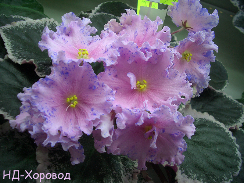 НД-Хоровод к.Тюрина.JPG