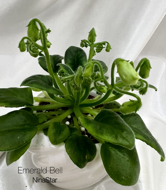 Emerald Bell