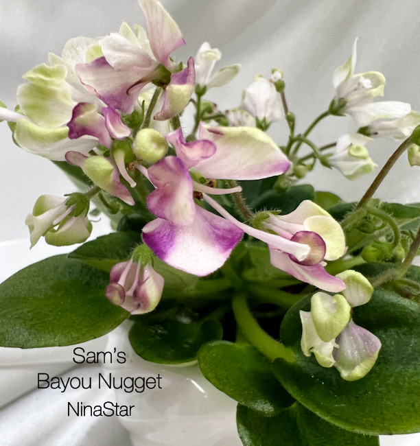 Sam’s Bayou Nugget