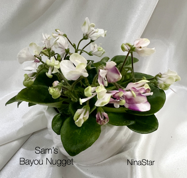Sam’s Bayou Nugget