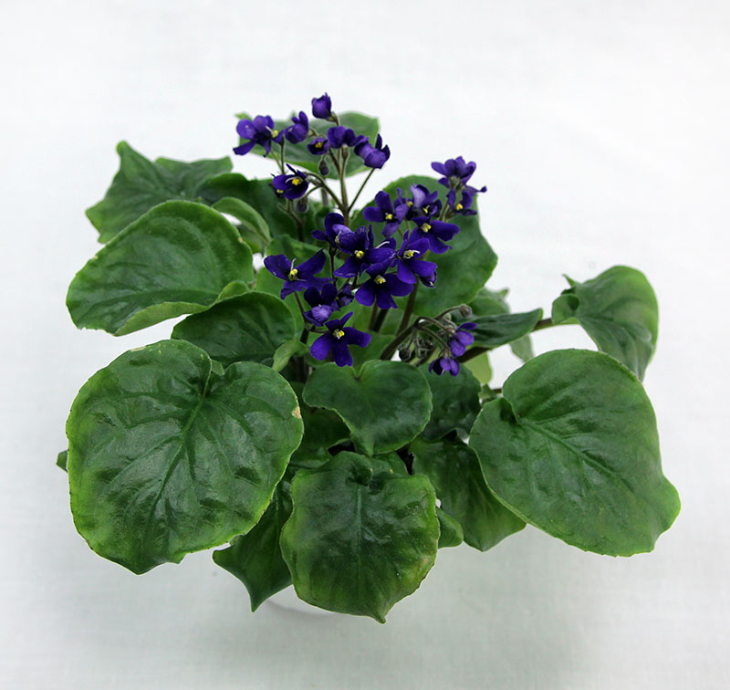 2 место – S. orbicularis var. Purpurea, колл. Н. Старостенко