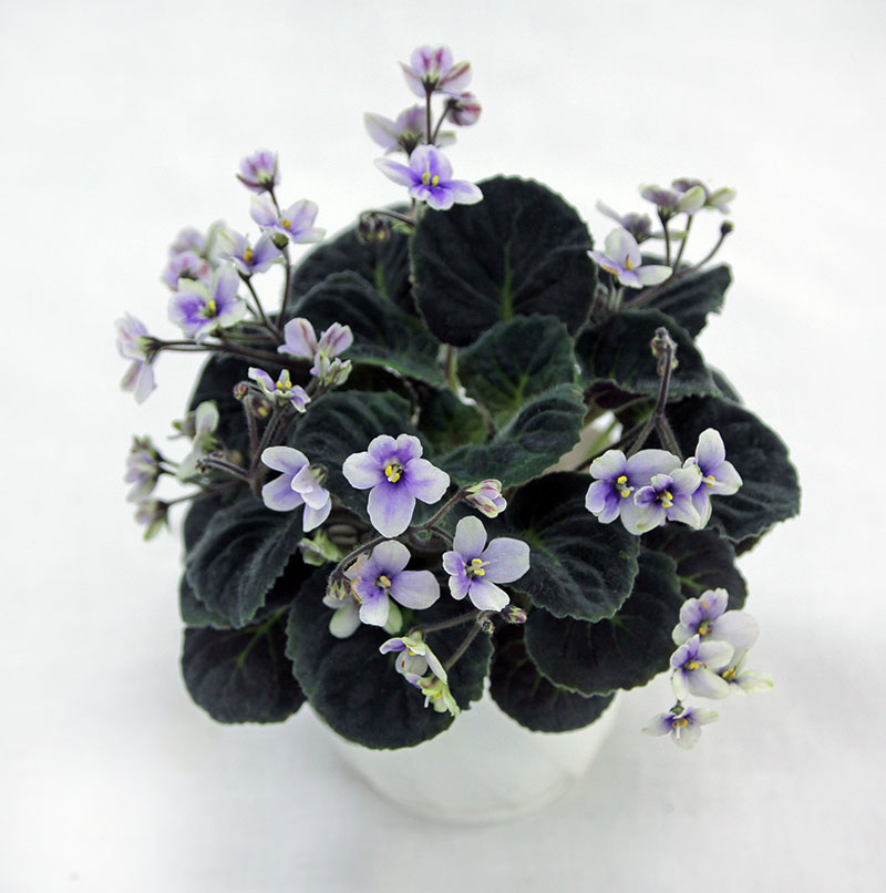1 место – S.ionanthus subsp. Velutinus lite, колл. Н. Старостенко