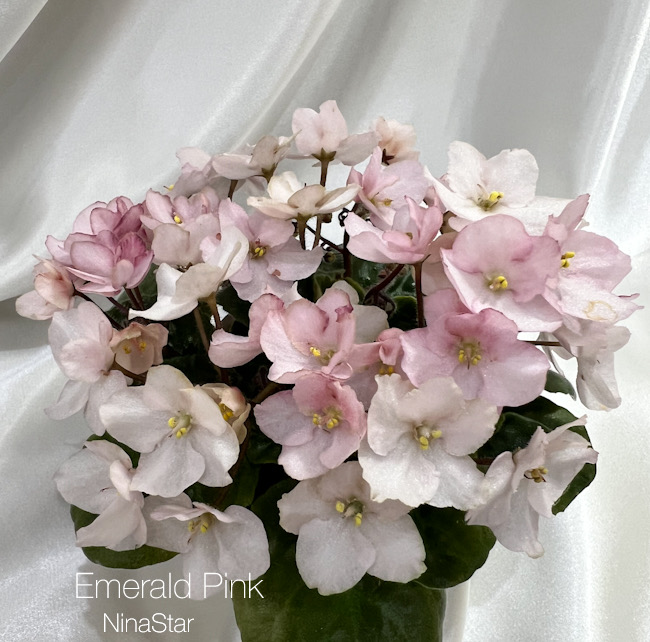 Emerald Pink