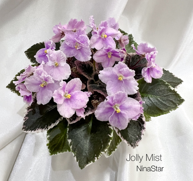 Jolly Mist