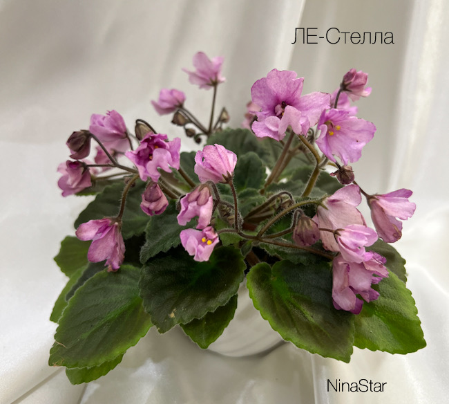 ЛЕ-Стелла