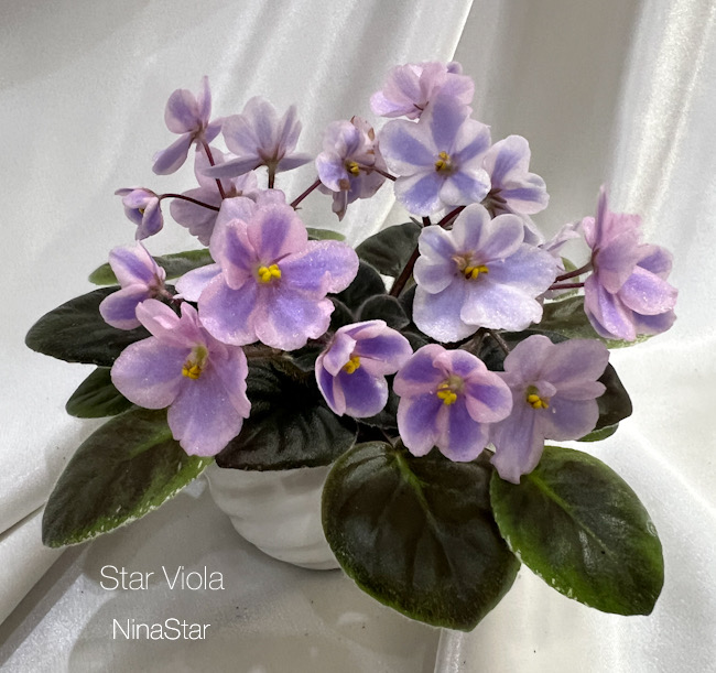 Star Viola