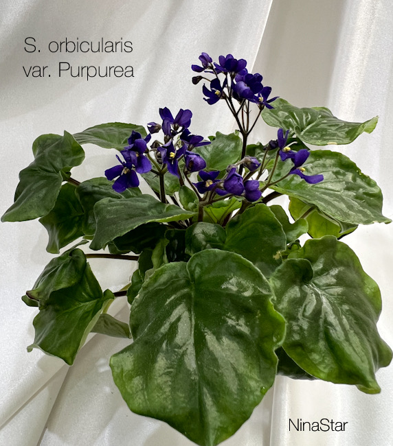 S. orbicularis var. Purpurea