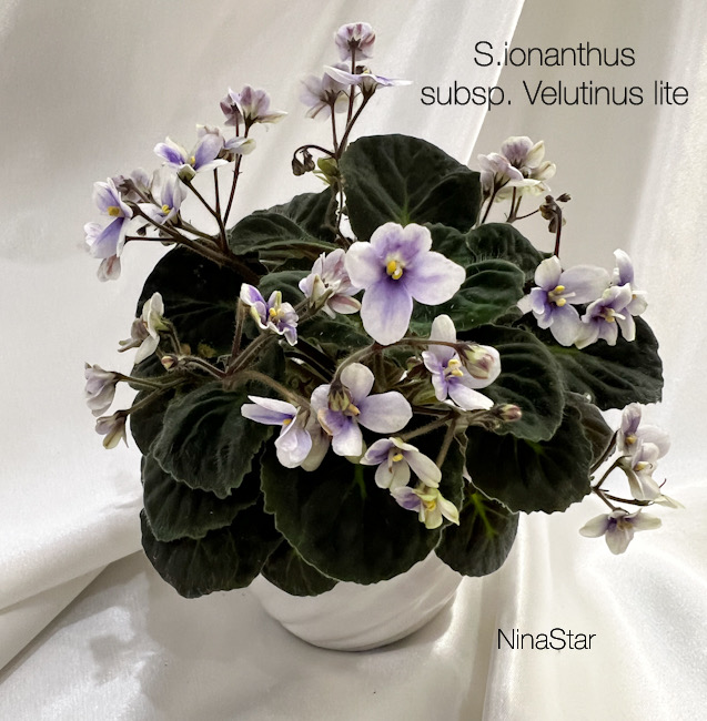 S.ionanthus subsp. Velutinus lite