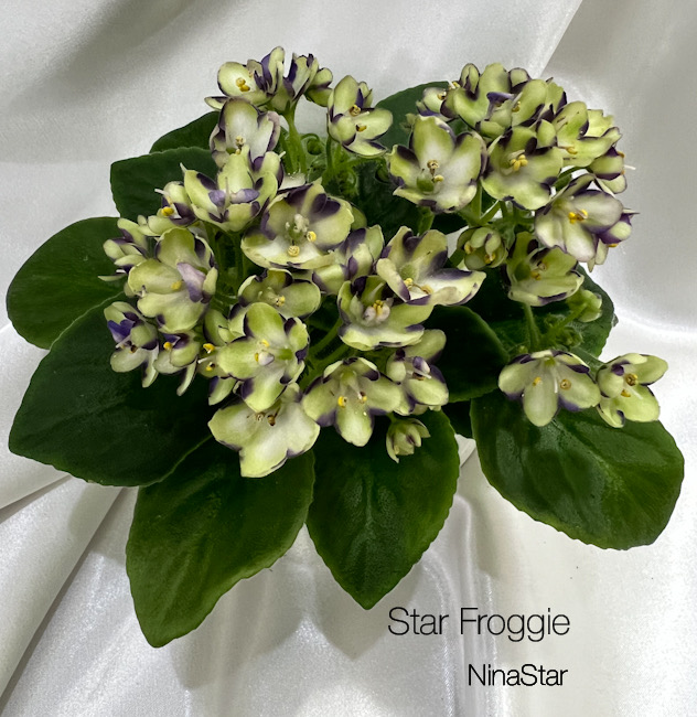 Star Froggie