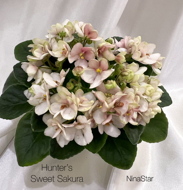 Hunter’s Sweet Sakura