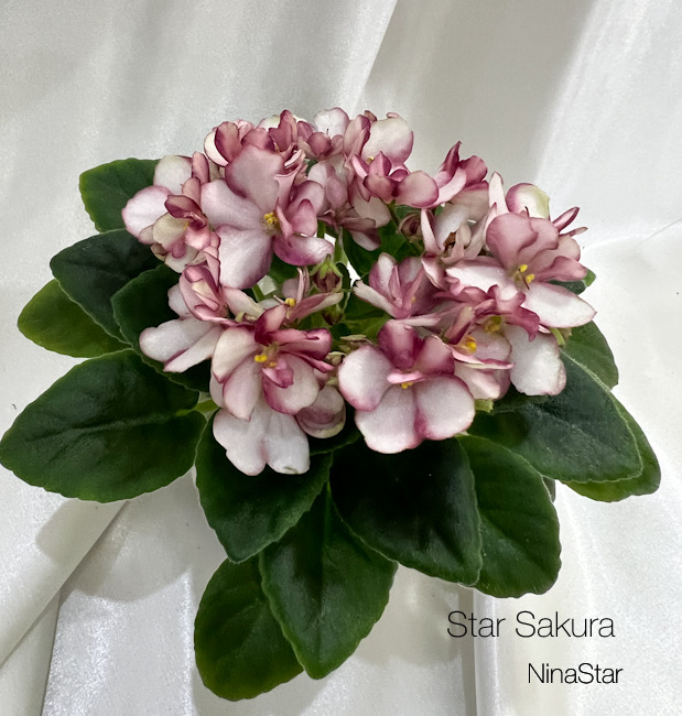 Star Sakura
