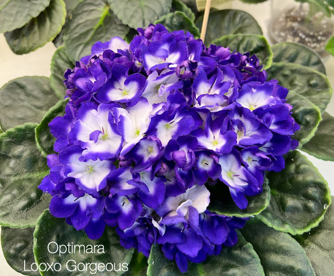 Optimara Looxo Gorgeous