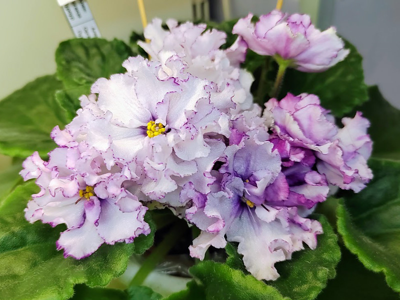 Ален-Organza Purpur, Ивашкина.jpg
