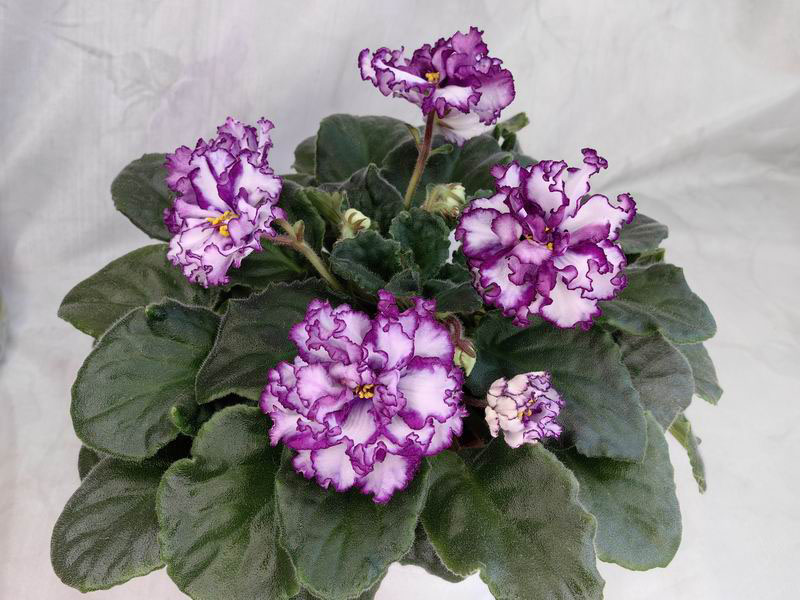 Ален-Organza Purpur.jpg