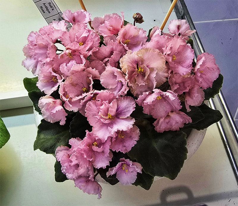 Rob's Antique Rose