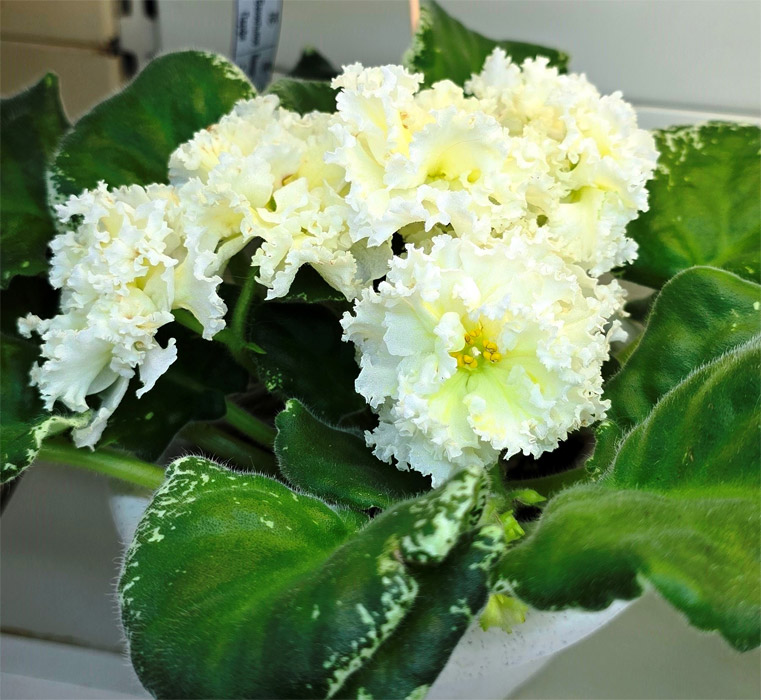 ЛЕ-Ванильное Парфе