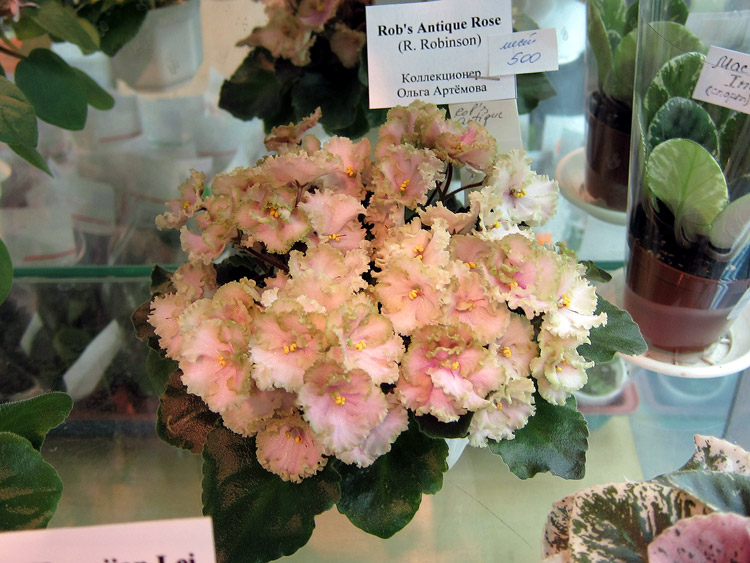 Rob's-Antique-Rose.jpg