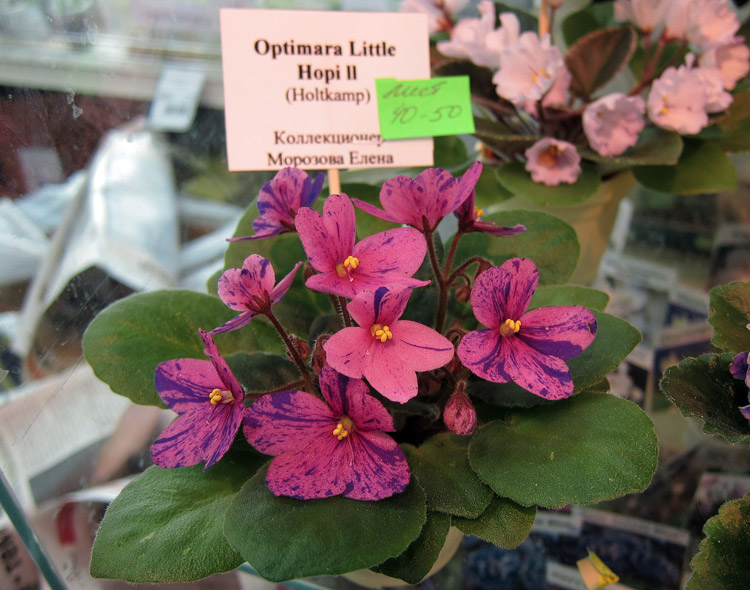 Optimara-Little-Hopi-ll.jpg