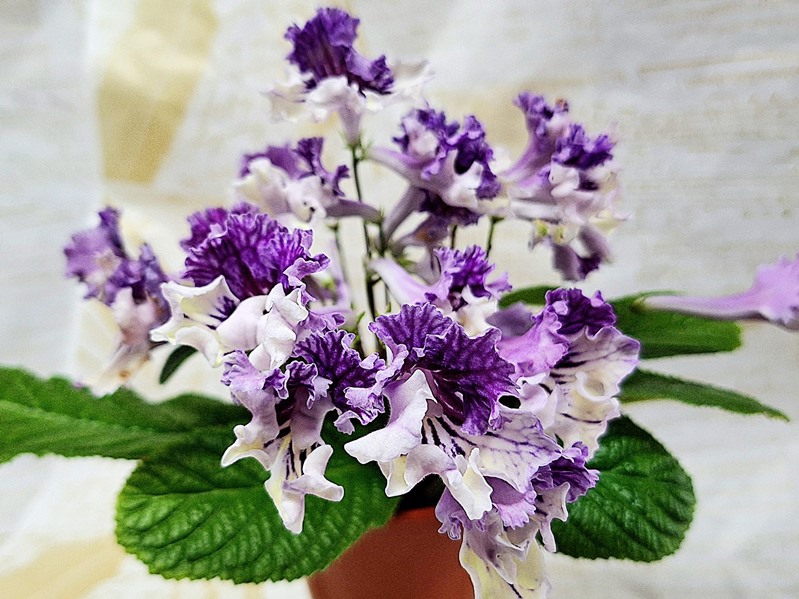 ZM-Киви.jpg