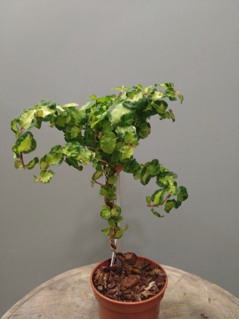 Ficus Pumila 'Curly