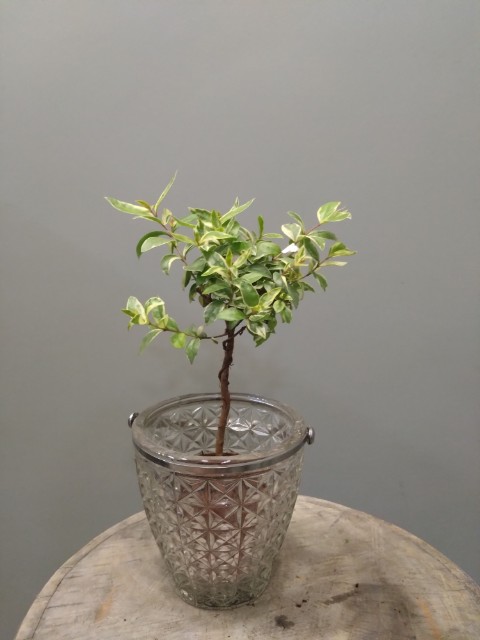 Myrtus Variegata