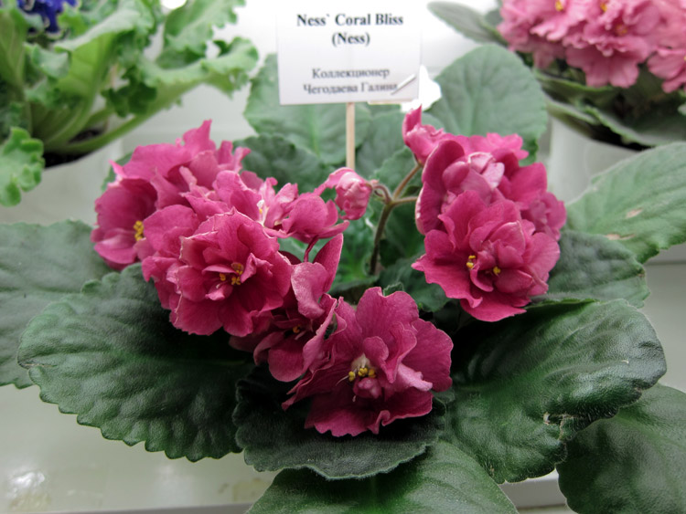 Ness'-Coral-Bliss.jpg