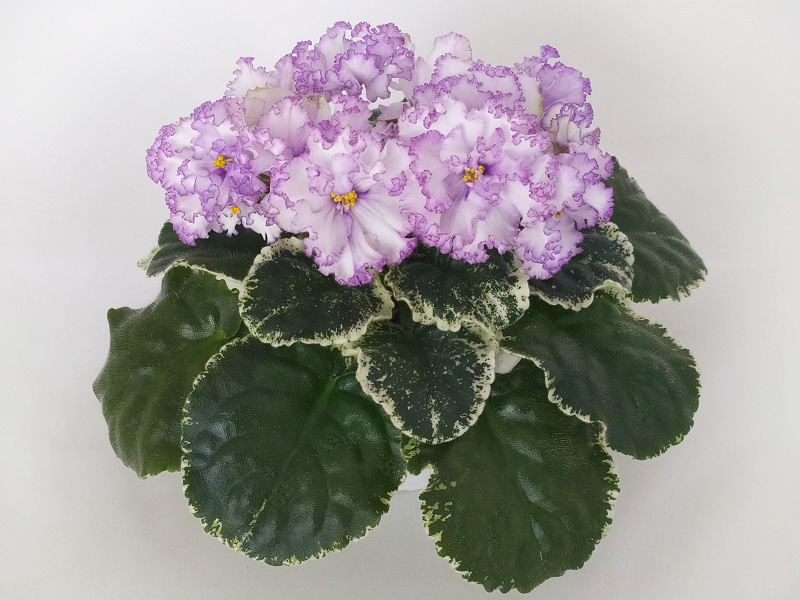 КО-Северное Море.jpg
